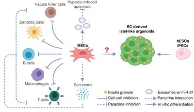 Frontiers | Stem Cell-Based Clinical Trials For Diabetes Mellitus